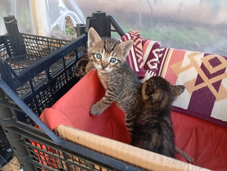 Zwei junge Katzen